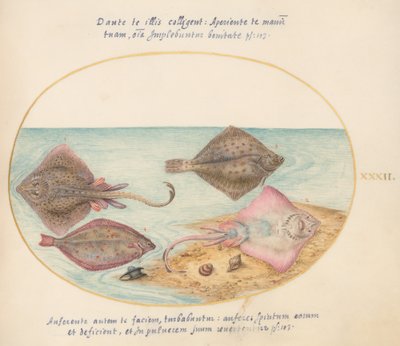 Joris Hoefnagel, Animalia Aquatilia et Cochiliata (Aqua) - Plate XXXII by Joris Hoefnagel